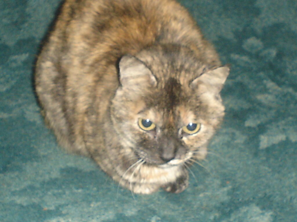 Micinka