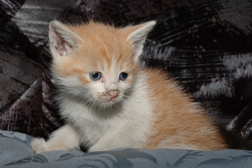 img00005.jpg
